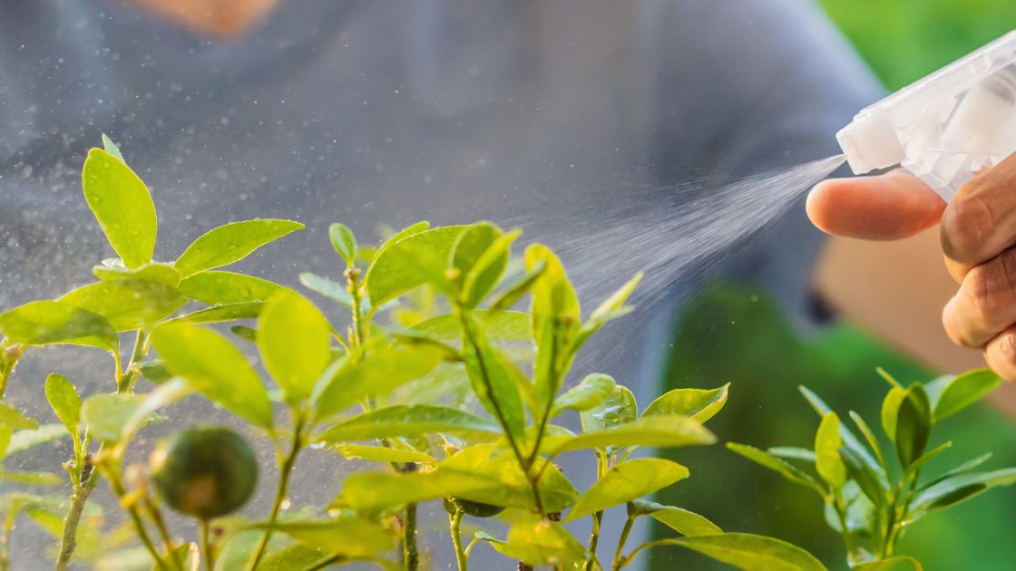 Carbonated Water and Plants: 5 Astonishing Effects You Need to Know
